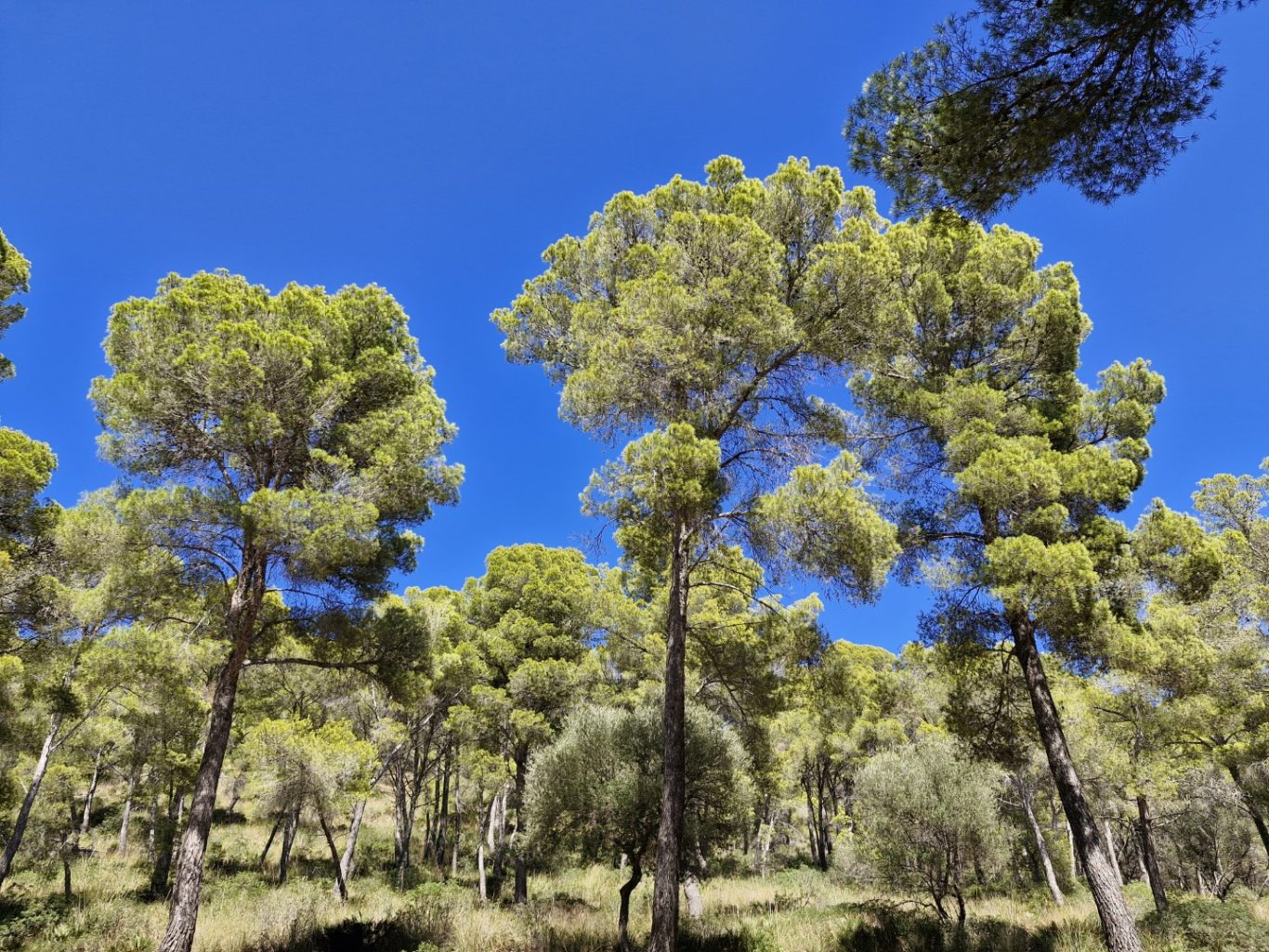Grüne Kiefern unter klarem blauem Himmel, umgeben von sanften Hügeln.