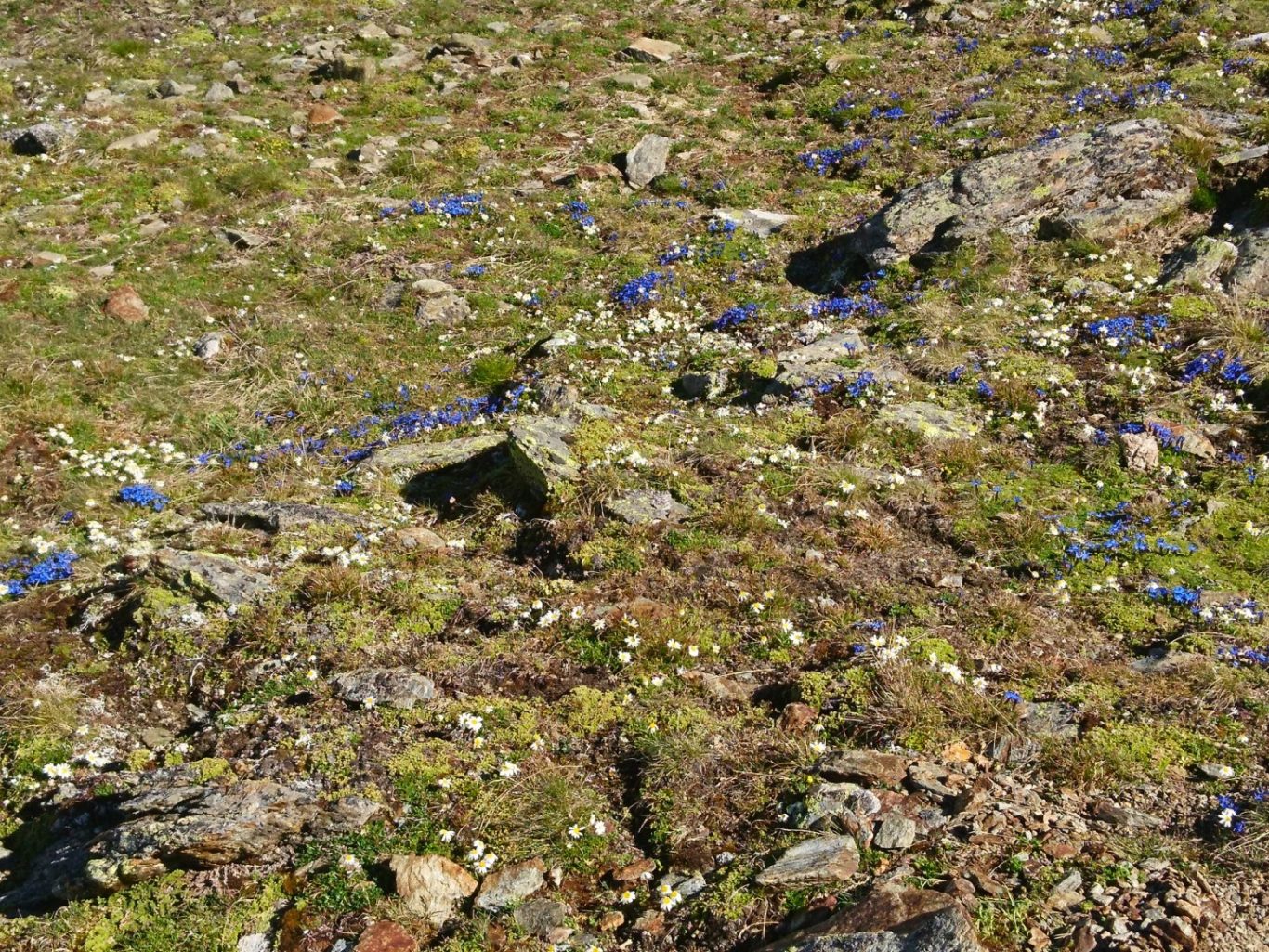 Frühlingsenzian Frühlingsenzian