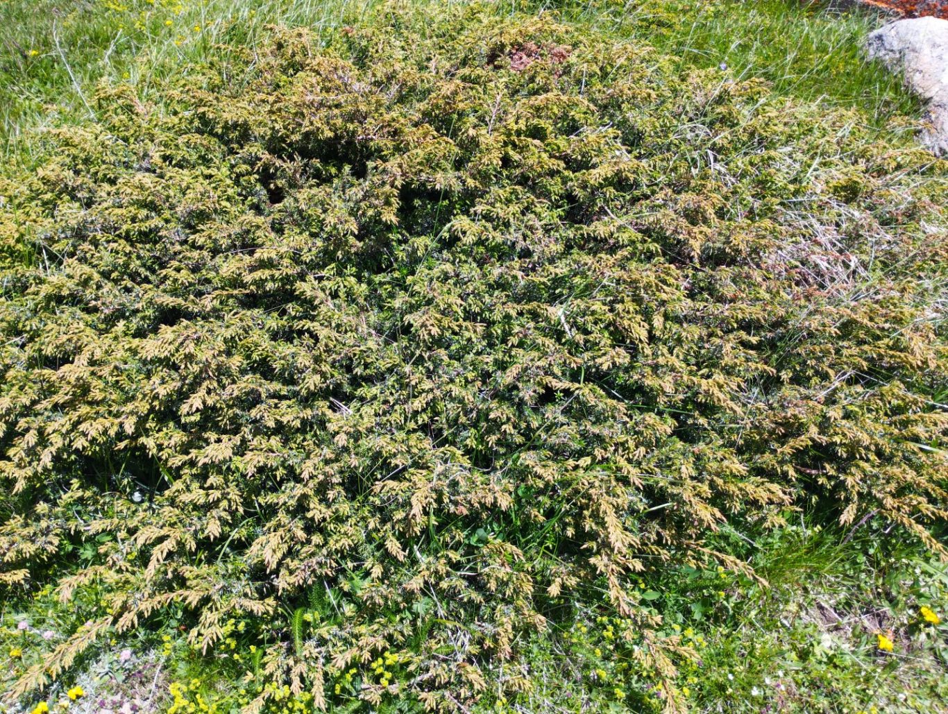 Alpenwachholder Alpenwachholder